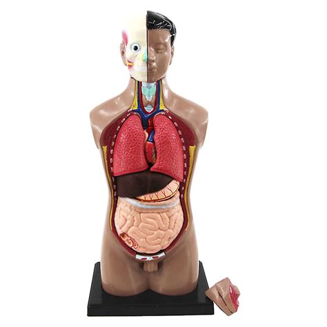 pvc human torso body anatomy model internal organ learning educational