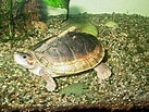 Afbeeldingsresultaten voor Indische dakschildpad. Grootte: 137 x 103. Bron: nl.wikipedia.org