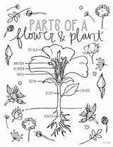 Coloring Science Pages Parts Plant Cycle Nature Flower Edition 5th Journal Kids Etsy Worksheets Classical Choose Board Life Sold Instruction sketch template