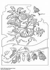 Mariposa Colorear Kleurplaat Reina Raupe Schmetterling Ausmalbild Farfalla Disegno Zum Malvorlage Educolor Kostenlose sketch template