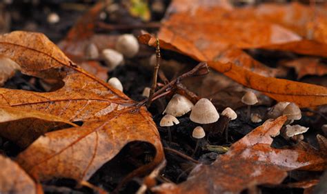 mini mushrooms johnson cameraface flickr
