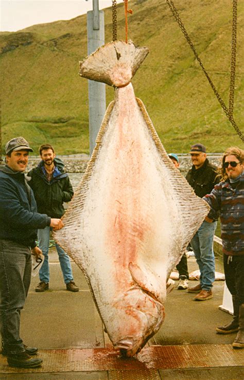 international fishing news video worlds biggest record fish