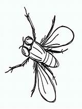 Fliege Malen Malvorlagen sketch template