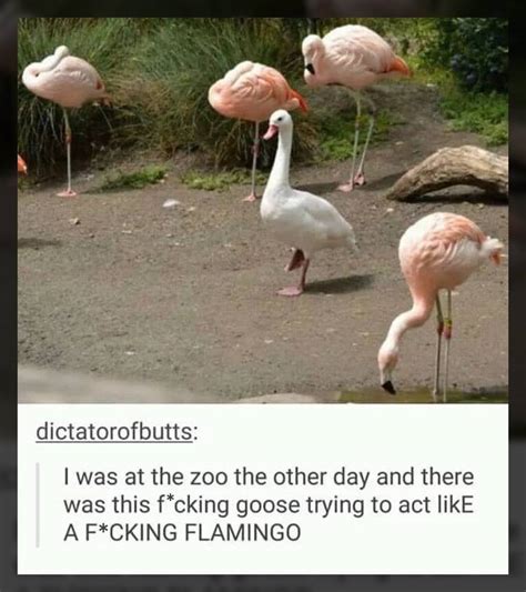 The Best Flamingo Memes Memedroid