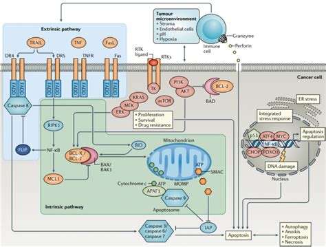 apoptosis pathway anygenes