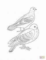 Coloring Pages Doves Drawing sketch template