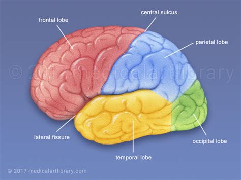 brain lobes medical art library