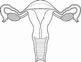 Uterus Drawing Anatomy Easy Drawings Exquisite Resistance Proposals Call Creativity Choose Board sketch template