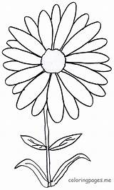 Daisy Coloring Pages Gerber Getdrawings sketch template