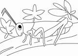 Coloring Pages Kids Grashüpfer Printable Grasshoppers sketch template