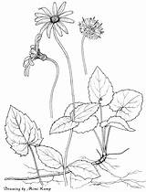Arnica Plants sketch template