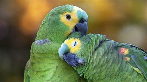 os papagaios mais engraçados do mundo 03 papagaio fotos
