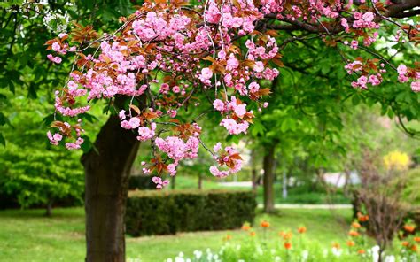 coolest tree  haus baeume fruehlingsblumen bilder fruehling wallpaper