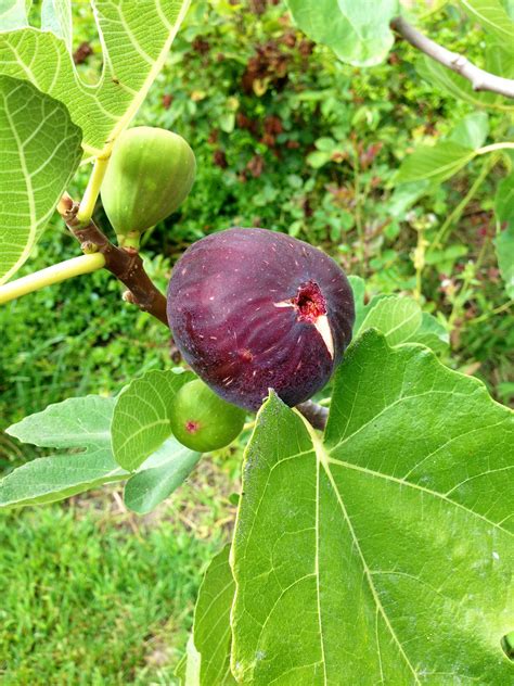 figs  healthy fruit   cyclura reptile function