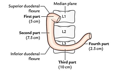 duodenum earths lab