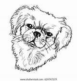 Dog Pekingese Drawn Hand Vector Shutterstock Stock Preview sketch template