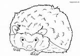 Igel Hedgehog Neugieriger Ausmalbild Colomio sketch template
