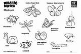Minibeasts Colouring sketch template