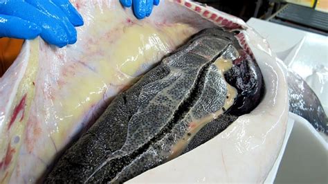 caviar sturgeon fish farming fish choices