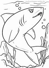 Malvorlage Ausmalbilder Malvorlagen Kinder Ausmalen Haie Tiere Wasser Kostenlose Wale Unterwasserwelt sketch template
