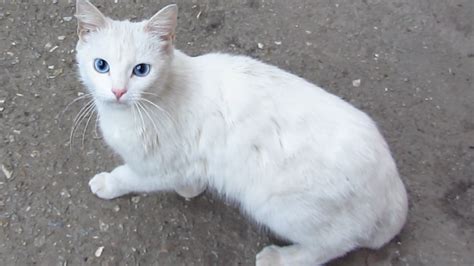photo white cat cat close  domestic   jooinn
