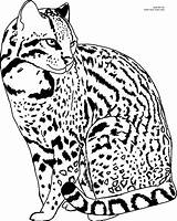 Ocelot Coloring Pages Printable Color Drawings Colouring 2387 Kids Line Cat Silhouettes Animals Wildlife Click Size Silhouette Designlooter Own Stamps sketch template