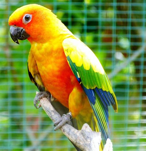 top loudest parrots    pets