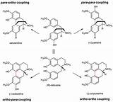 Coupling Phenol Enzymatic Mammals Catalyze Oxidative sketch template