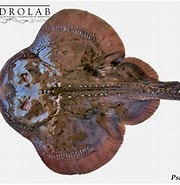 Afbeeldingsresultaten voor Psammobatis scobina. Grootte: 180 x 185. Bron: chondrolab.cl
