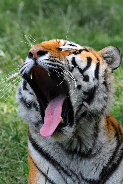 paul wheeler photography roaring tiger