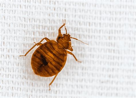 Professional Bed Bug Control For Homes And Businesses In In Ky And Il