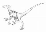 Utahraptor Template Coloring Pages Velociraptor sketch template
