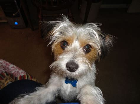 adult jack mix russell yorkie sex photo