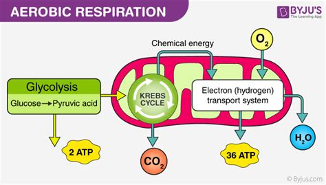 aerobic respiration definition diagram  steps