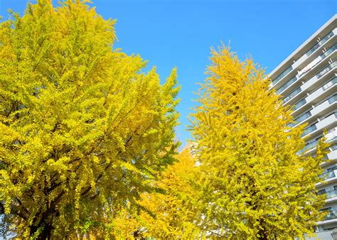 plant smelly ginkgo trees