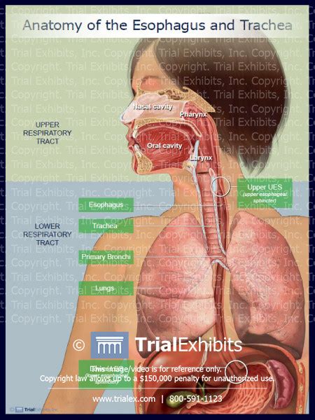 Anatomy Of The Esophagus And Trachea Trialexhibits Inc