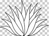 Agave Plant Tequila Symbol sketch template