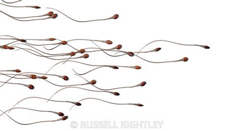 russell kightley scientific illustrator and animator swimming sperm