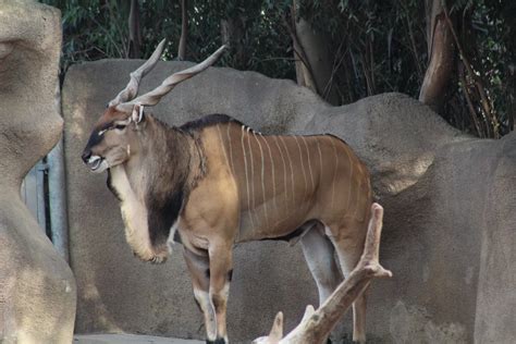 eastern giant eland zoochat