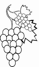 Mewarnai Anggur Apel Untuk Semangka Jeruk sketch template