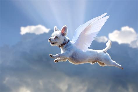 flying dog pixabay pixabay