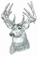 Wood Burning Patterns Pyrography Deer Printable Carving Stencils Woodworking Print Pattern Coloring Plans Projects Tracing Walters Sue Animal Wildlife Crafts sketch template