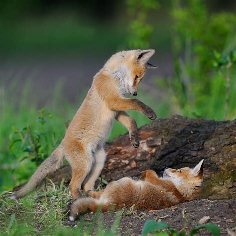 red fox kits playing  rfoxes