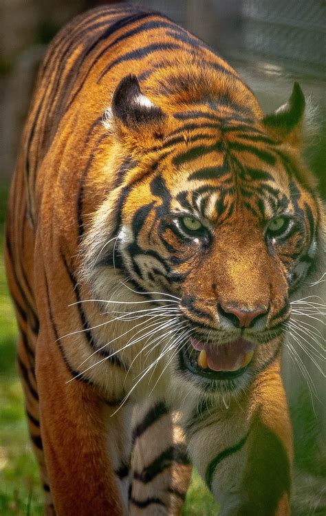 majestic tiger  wild animals