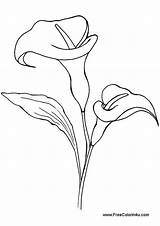 Lily Calla Drawing Flower Valley Line Drawings Simple Coloring Printable Pages Flowers Pencil Lilies Tattoo Lillies Google Clip Book Print sketch template
