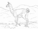 Coloring Bully Guanaco sketch template