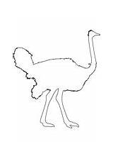 Ostrich Outline Bird Coloring Pages Rhea Printable Zoo sketch template