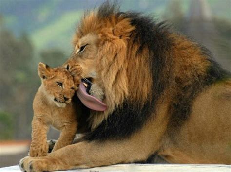 cute big cats  pics izismilecom