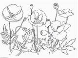 Poppy Coloring Flower Pages Printable Drawing Poppies Remembrance Clipart Kids Print Getdrawings Mandala Library Trolls Comments sketch template