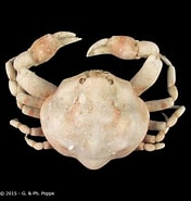 Afbeeldingsresultaten voor "ebalia Dimorphoides". Grootte: 176 x 185. Bron: www.crustaceology.com